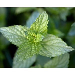 (TEST) inline badgeColgate Total Plaque Release Reviving Cool Mint Toothpaste (95g) - Double Mint, 20g