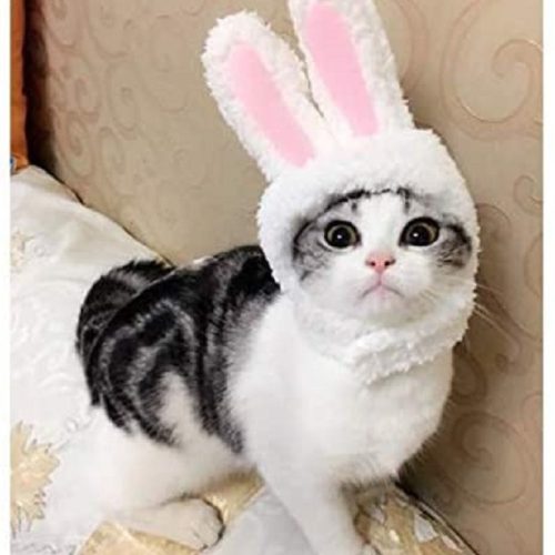 Pet item - toys Pet item - toys