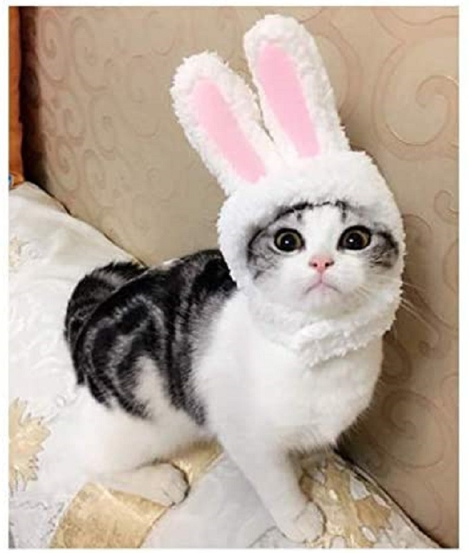 Pet item - toys Pet item - toys