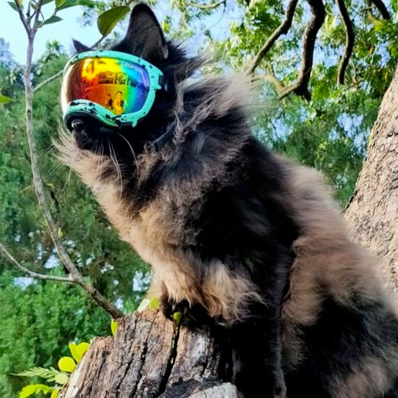 Goggle - testing item 100 variants