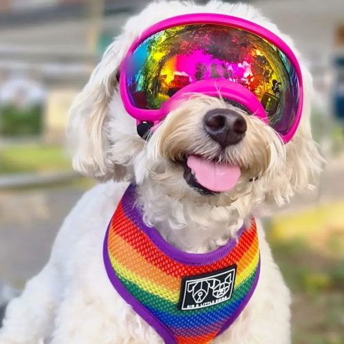 Goggle - testing item 100 variants